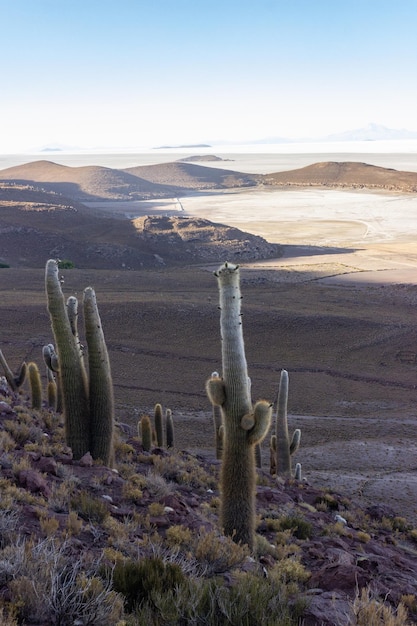 Foto cactus en el campo contra el cielo