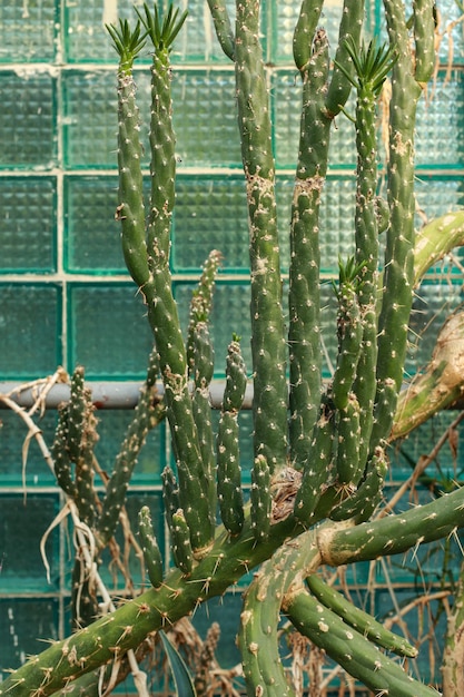 Cactus CARDON na estufa do jardim botânico