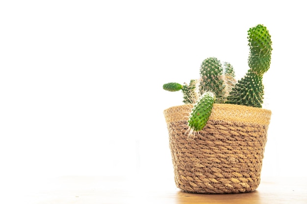 cactus casa planta espinosa suculentas siempre verde interior flor en maceta copia espacio flora