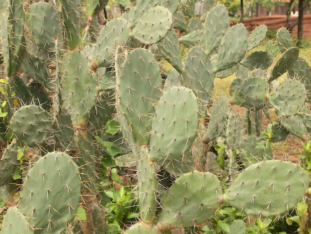 Cactus de cerca