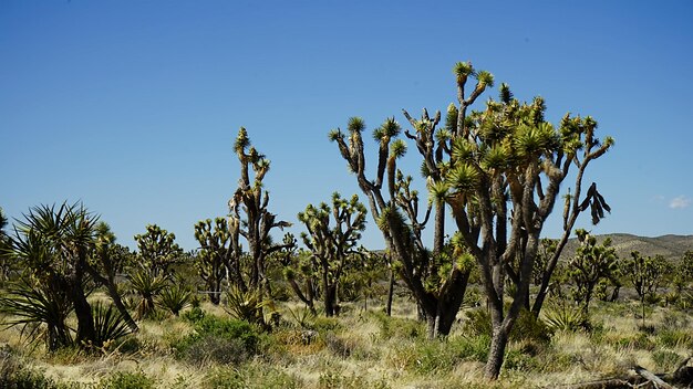 cactus con un cielo azul claro en el fondo