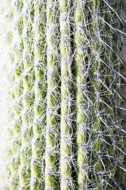 Cactus close-up cravado. Fundo de cactos, design de cactos ou padrão de cactáceas.