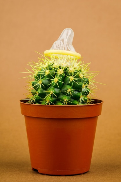 Cactus con condón en un fondo marrón