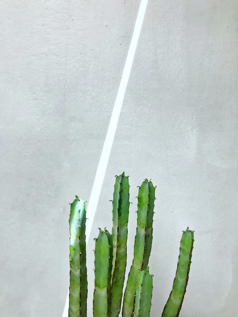 Cactus contra a parede