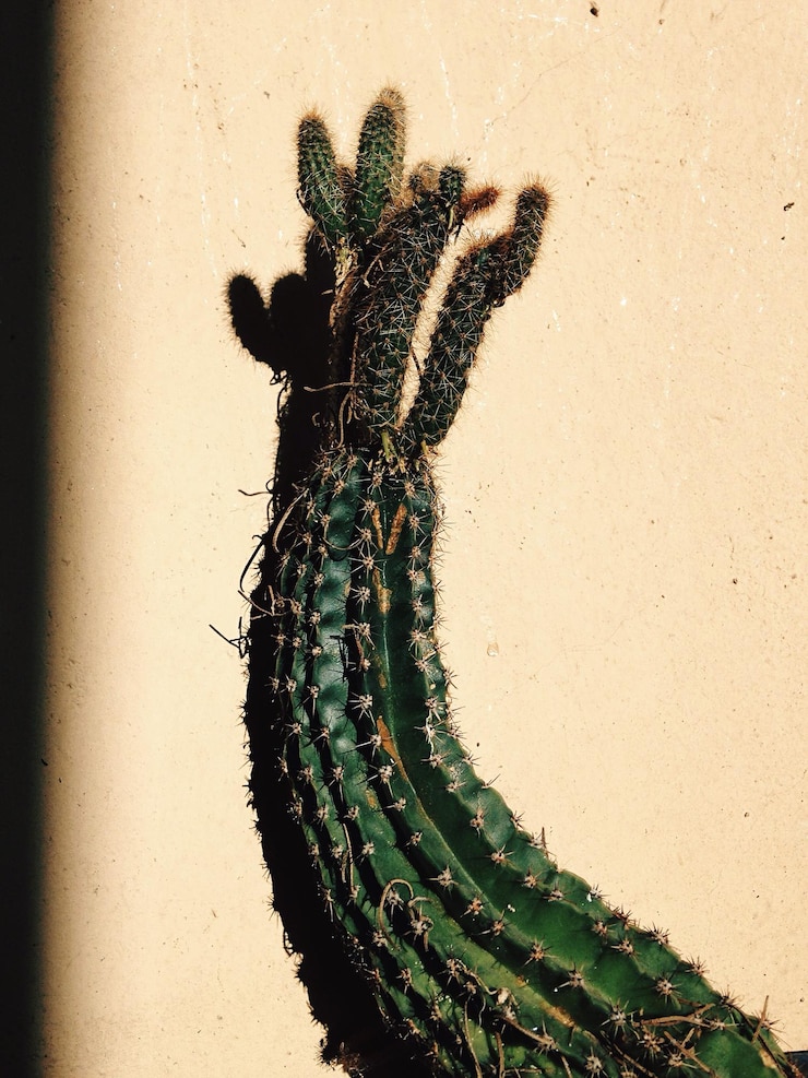 Foto cactus contra a parede