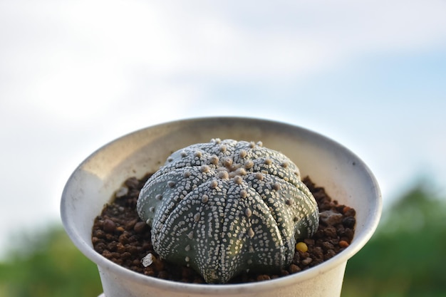 Un cactus con una copa blanca que dice 'cactus'