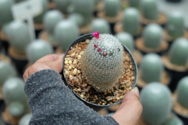 Foto cactus cortado con la mano