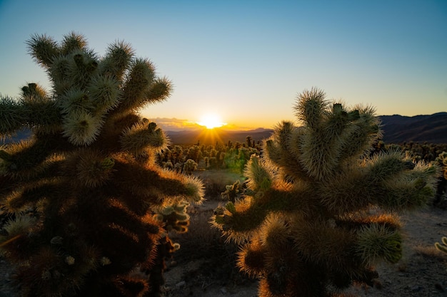 Cactus creciendo en el campo contra el cielo durante la puesta de sol