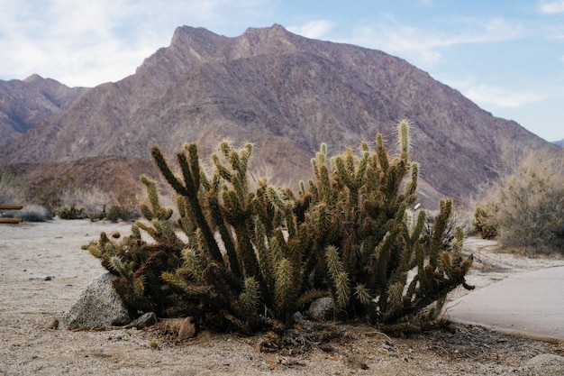 Cactus creciendo en el campo por las montañas contra el cielo