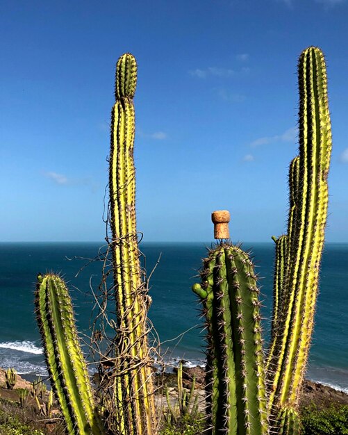 Foto cactus creciendo en el desierto contra el cielo