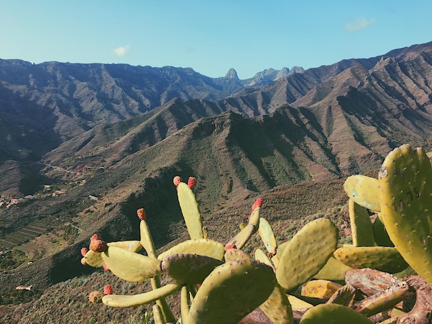 Cactus creciendo en la montaña contra el cielo