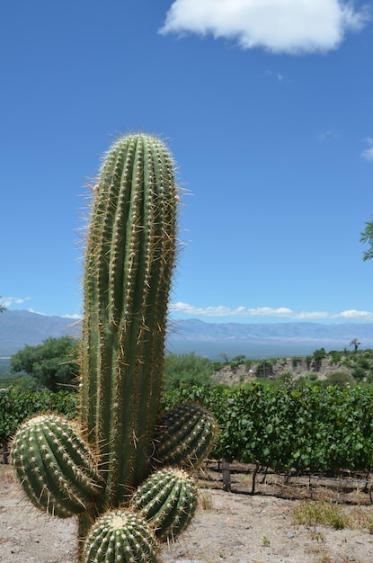 Cactus creciendo en el paisaje