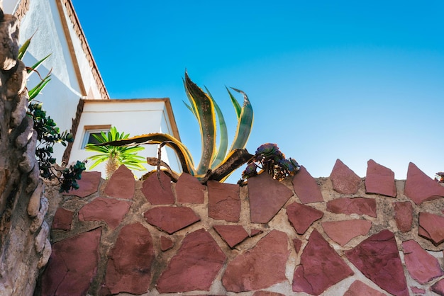 Cactus crescendo atrás de uma parede de pedra marrom sob um céu azul claro em uma cidade velha