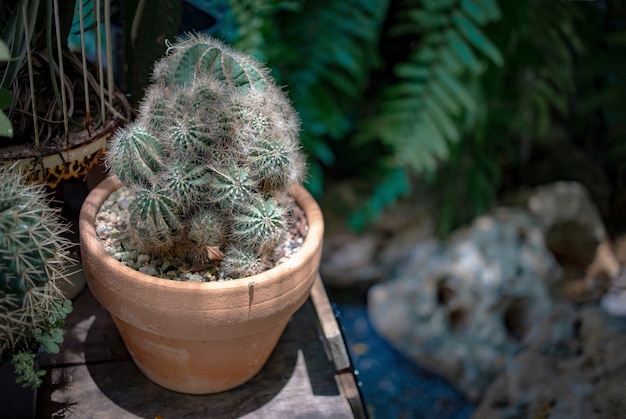 Cactus decoracion jardin exterior mesa madera