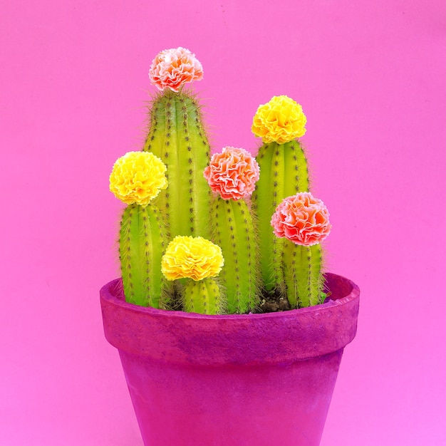 Cactus decorado rosas. Arte conceitual mínima