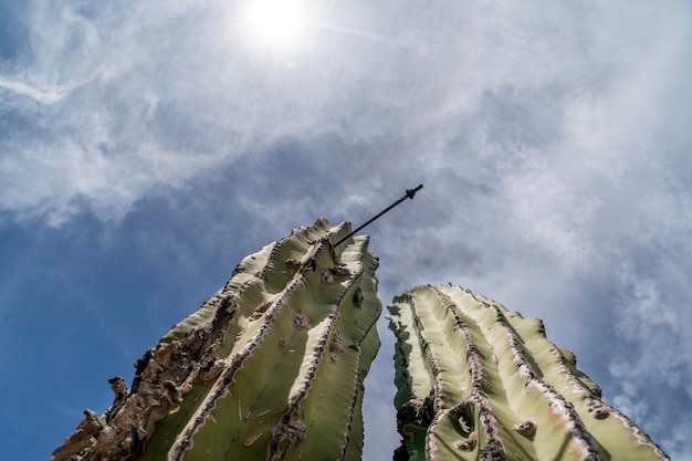 Cactus del desierto de baja california