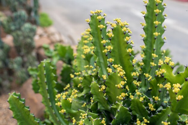 cactus en el desierto, cactus Fondo verde de la naturaleza