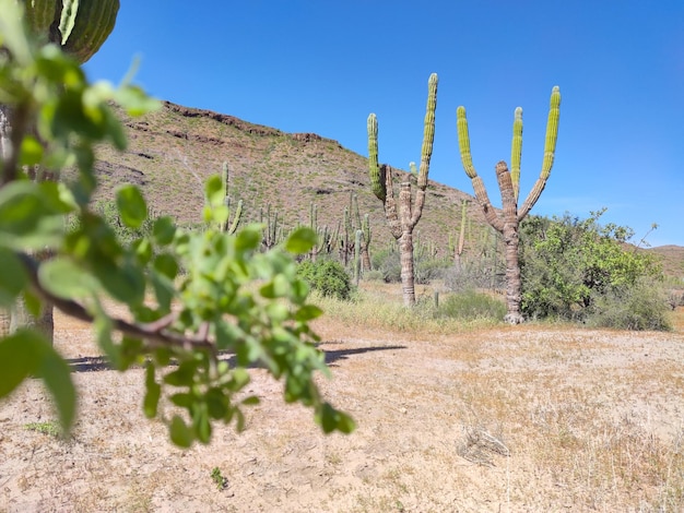 Un cactus en el desierto con un cielo azul de fondo