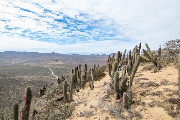Cactus en el desierto contra el cielo nublado
