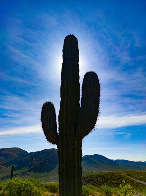 Un cactus en el desierto a contraluz