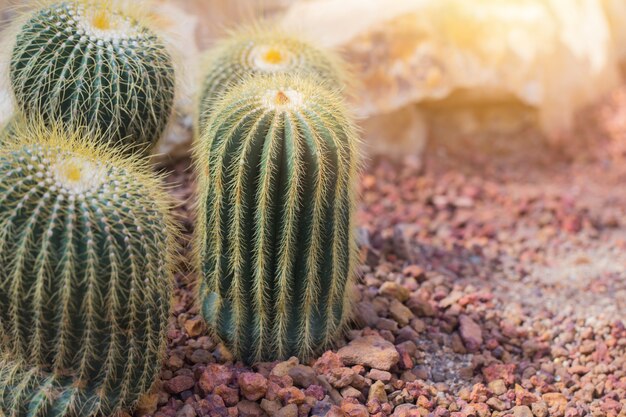 Cactus en el desierto con fondo de roca roja