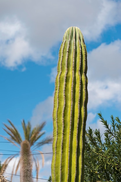 cactus del desierto en mexico