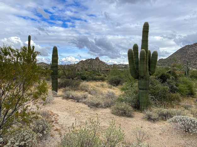 Cactus en el desierto de montaña seco de Arizona Estados Unidos