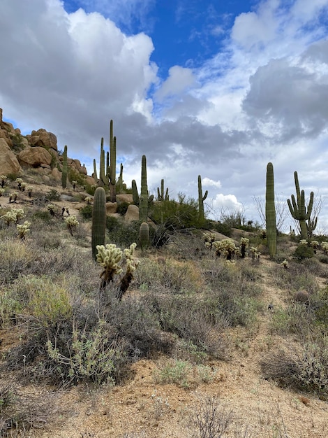 Cactus en el desierto de montaña seco de Arizona Estados Unidos