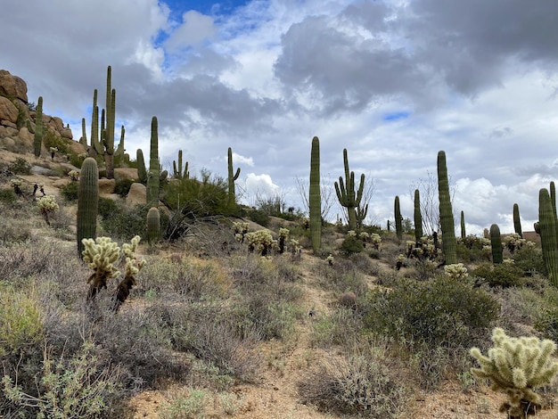 Cactus en el desierto de montaña seco de Arizona Estados Unidos