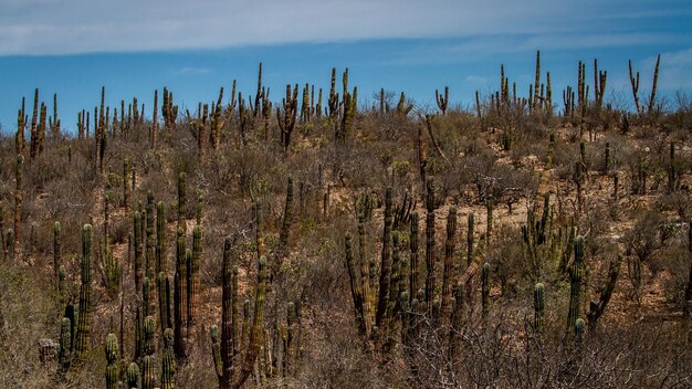 Cactus en el desierto