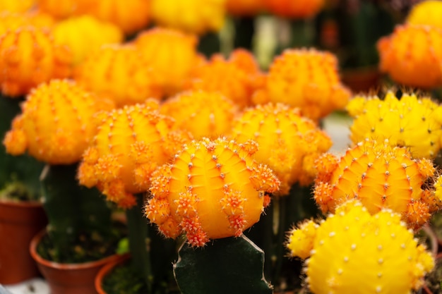 Cactus de diferentes formas y razas en la granja de cactus. Plantas para la decoración del hogar y el jardín.