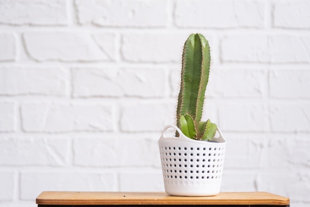 Cactus divertidos en forma de pene masculino en el interior de la pared de ladrillo blanco Plantas de casa en macetas decoración del hogar verde cuidado y cultivo