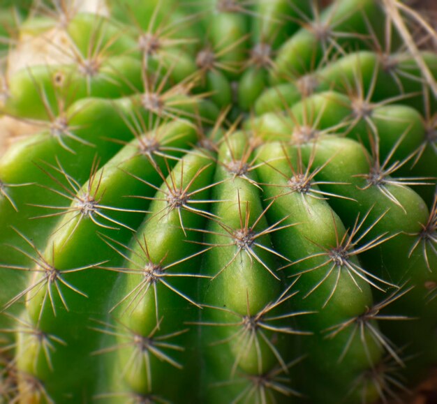 El cactus dominó, el erizo de la noche, el lirio de Pascua, el cactus, el enfoque selectivo.