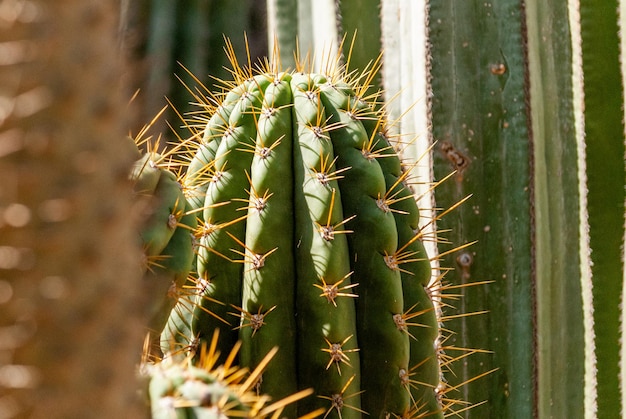Cactus e Aloe Vera no Jardim Majorelle em Marrakech Marrocos
