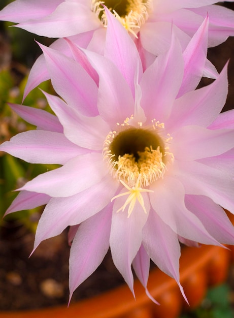 El cactus Echinopsis florece con hermosas flores rosas grandes