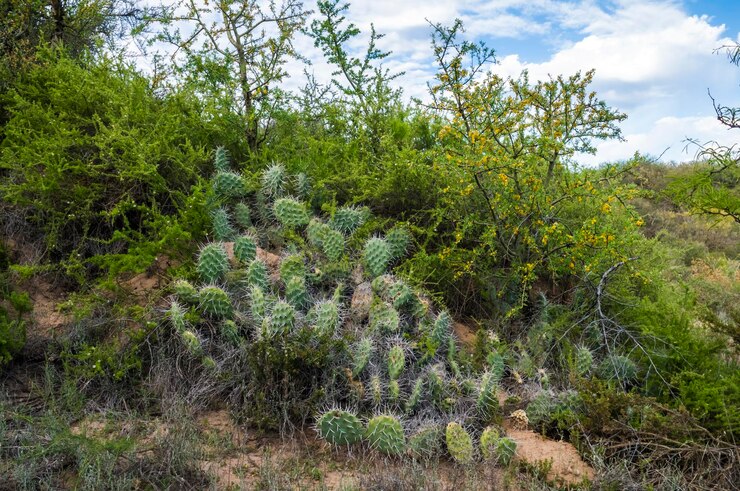 Foto cactus em ambiente florestal caldo província de la pampa patagônia argentina