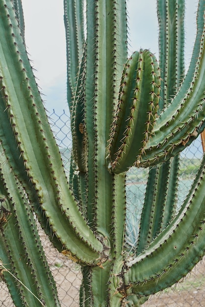 Cactus em detalhes com espinhos e ao ar livre dentro de um conceito de deserto em close