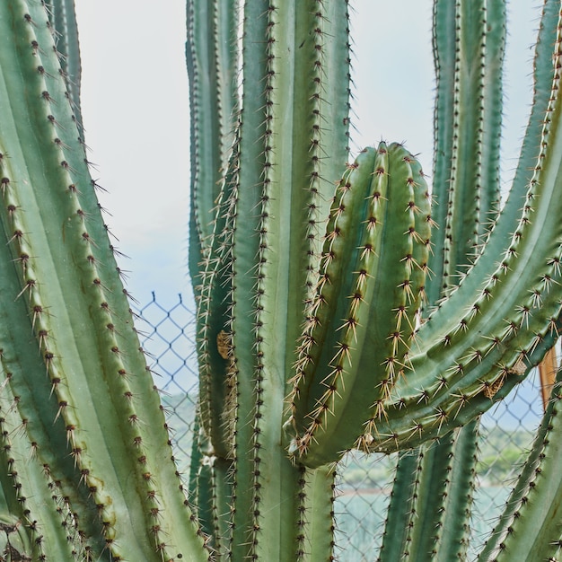 Cactus em detalhes com espinhos e ao ar livre dentro de um conceito de deserto em close