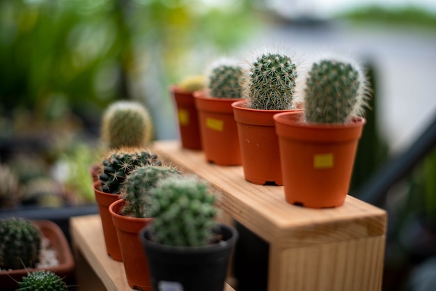 Cactus em pote de plástico na prateleira de madeira.