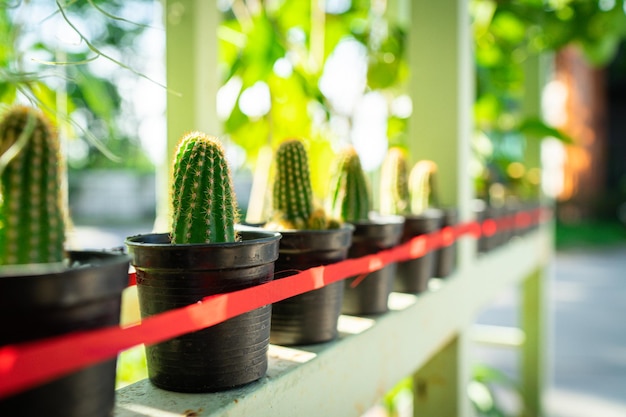 Cactus em pote de plástico preto em linha com fita vermelha