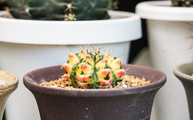 Foto cactus em pote na mesa de madeira