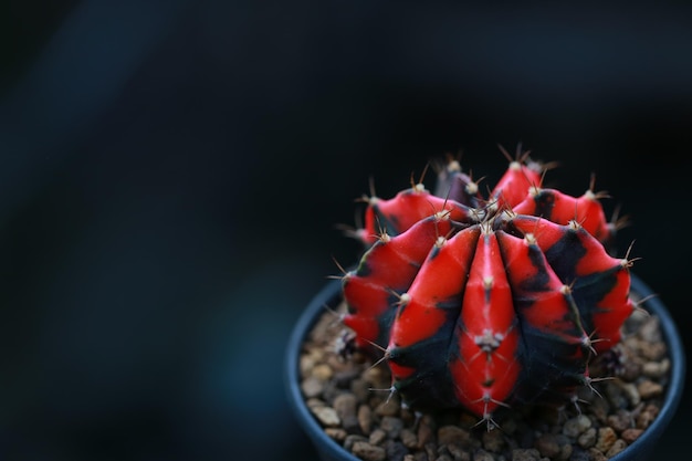 Cactus em pote para decorar jardim vintage estilo imagem A imagem tem profundidade de campo Gymnocalycium