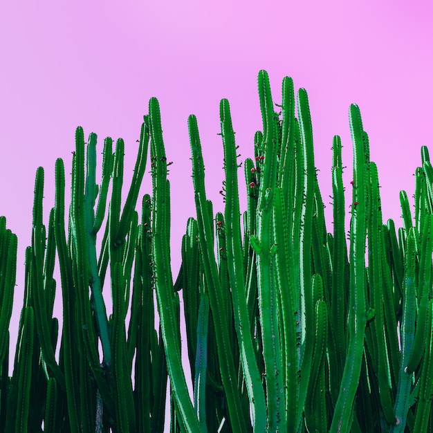 Cactus em rosa. Arte de design minimalista