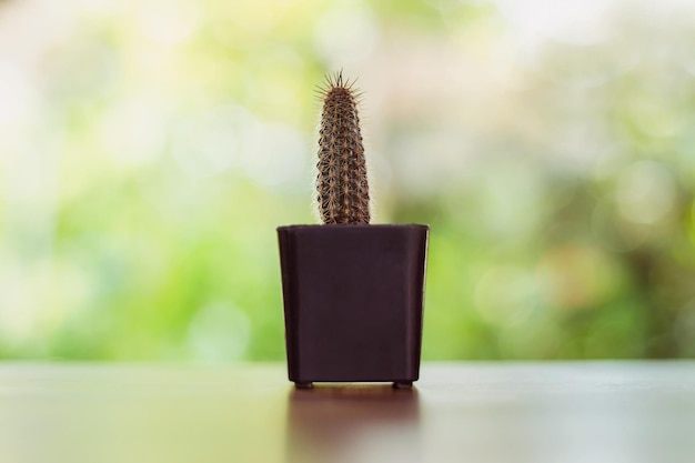 Cactus em um pote colocado sobre o fundo natural da mesa