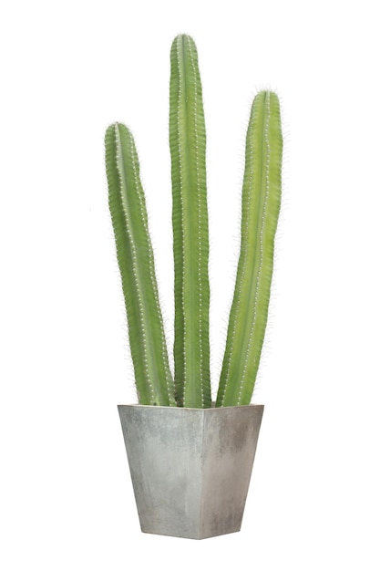 Cactus em um pote de cimento quadrado isolado em fundo branco