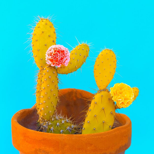 Cactus em uma decoração de pote rosa. conceito de amante de cactos