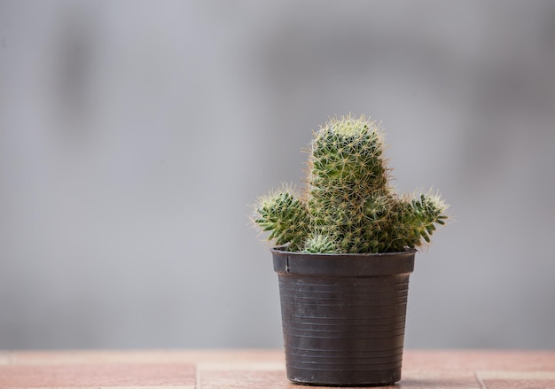 Cactus em uma panela com fundo cinza