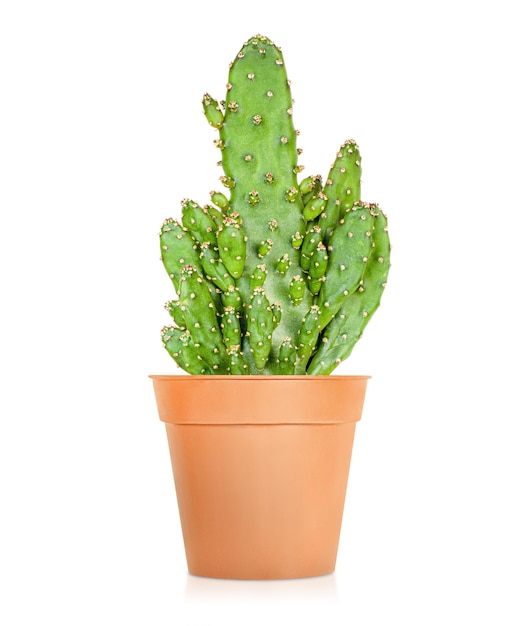 Cactus em uma panela (pera espinhosa) em um fundo branco e isolado