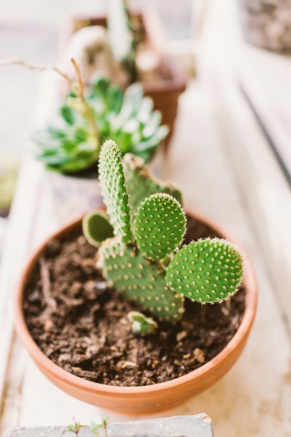 Cactus em uma panela