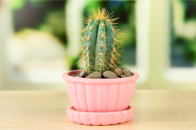 Cactus em vaso de flores no peitoril da janela de madeira